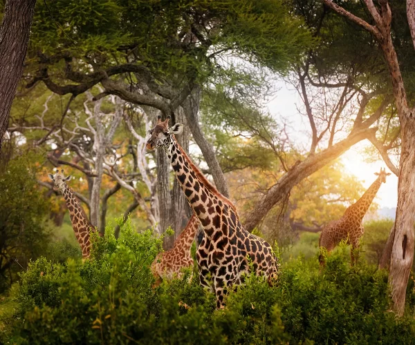 8 Days Tanzania Safari & Culture Experience