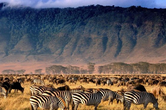 7-Day Luxury Serengeti Great Migration Safari