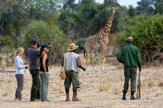 Ultimate Guide to Tanzania Safari: Everything You Need to Know