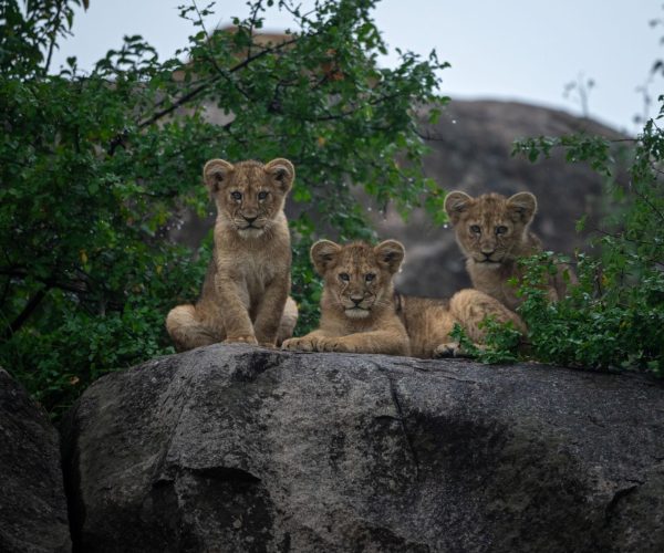6 Days Tanzania Group Safari