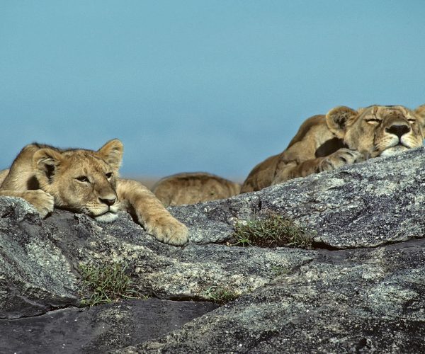 6-Day Honeymoon Safari